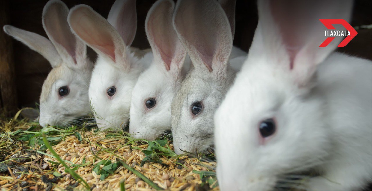 La UATx impulsa la cunicultura en Tlaxcala con proyectos de impacto social