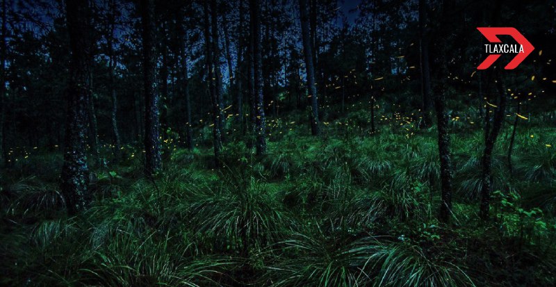 Santuario de las Luciérnagas en Tlaxcala: Un espectáculo natural único