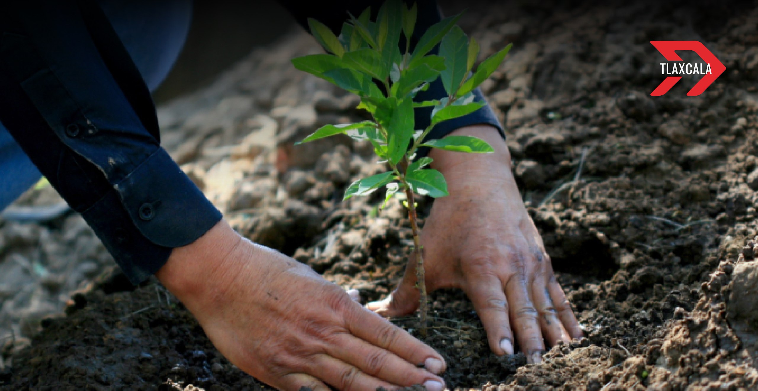 Sembrando Vida: Más de 31 millones de pesos para productores de Tlaxcala