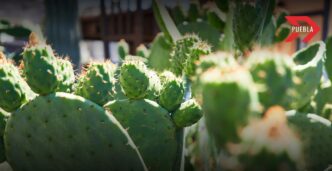 Feria del nopal Tlaxcalancingo