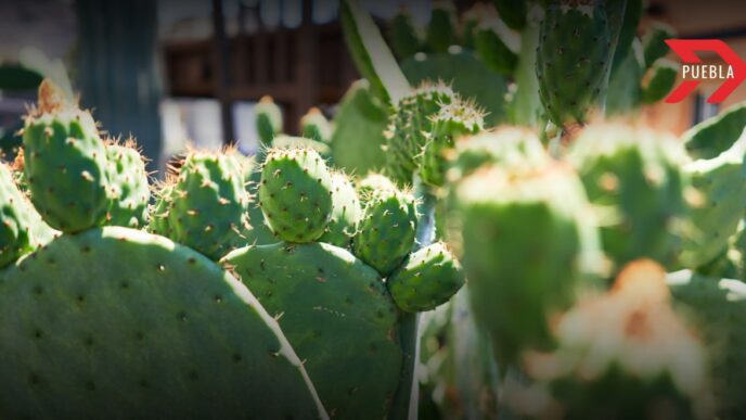 Feria del nopal Tlaxcalancingo