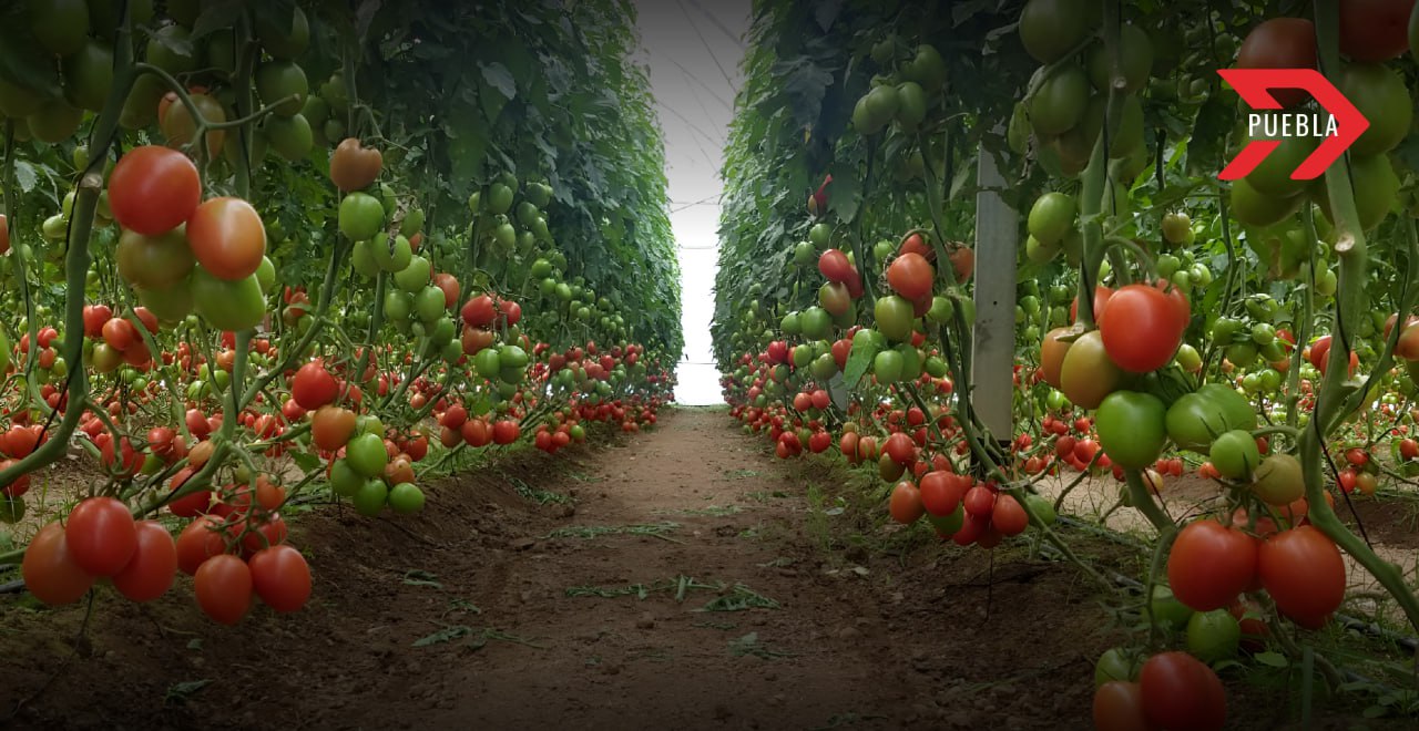 México y EE.UU. acuerdan beneficios comerciales para tomates y evitan aranceles