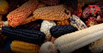 Puebla busca declarar el maíz nativo como patrimonio cultural