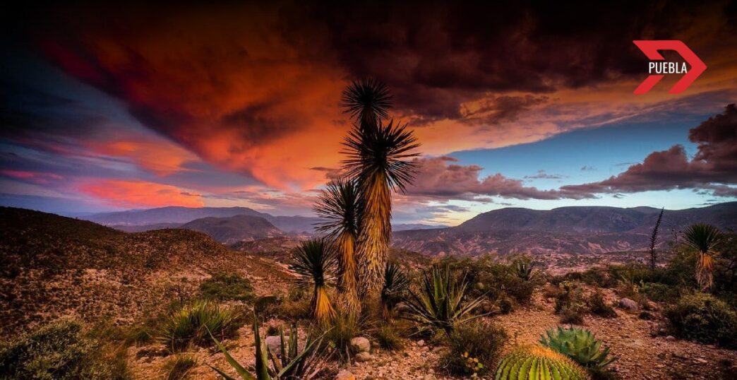 Puebla hace historia: Primera sentencia por deforestación Tehuacán-Cuicatlán