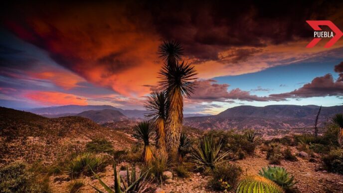Puebla hace historia: Primera sentencia por deforestación Tehuacán-Cuicatlán