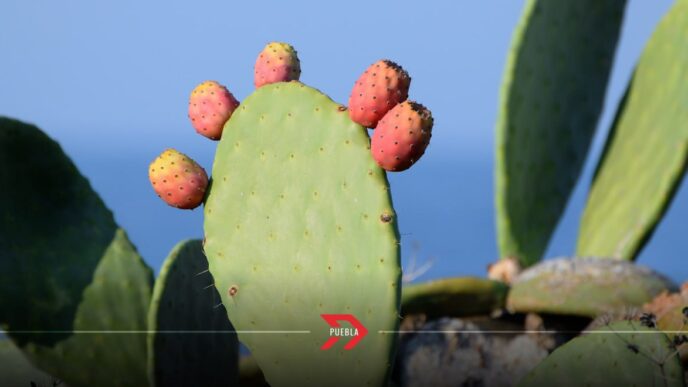 nopal tuna Puebla