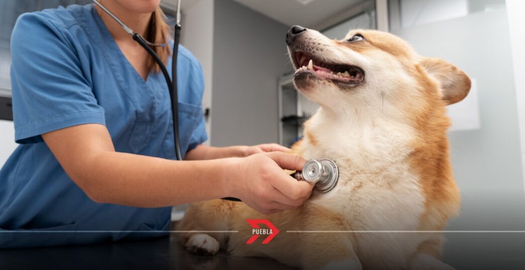 Simi Pet Care llega a Puebla: su primer consultorio veterinario