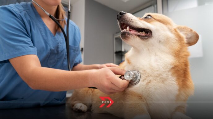 Simi Pet Care llega a Puebla: su primer consultorio veterinario