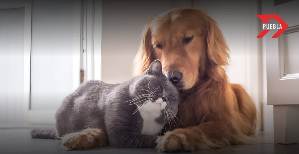 Centro de Bienestar Animal Puebla