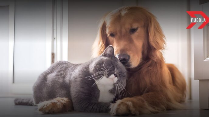 Centro de Bienestar Animal Puebla