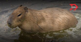 Día del Capibara: 10 datos sobre el roedor más grande del mundo