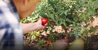 Arancel del 17% amenaza exportaciones de jitomate poblano a EU