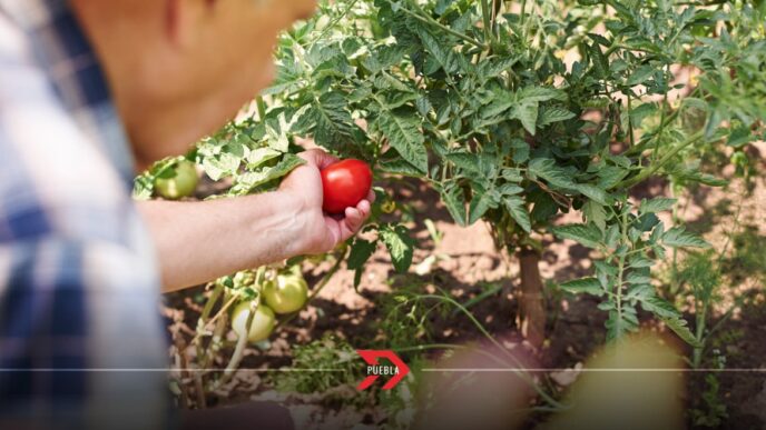 Arancel del 17% amenaza exportaciones de jitomate poblano a EU