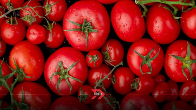 Entran en vigor aranceles del 17% al jitomate mexicano