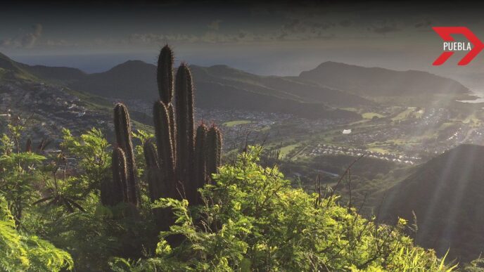 Puebla implementa estrategias para la conservación de áreas forestales