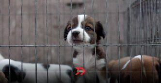 Puebla regulará venta de mascotas con reforma a ley animal