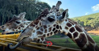 ¿Cuánto cuesta entrar al Bioparque Estrella en 2025? Precios y promociones de verano