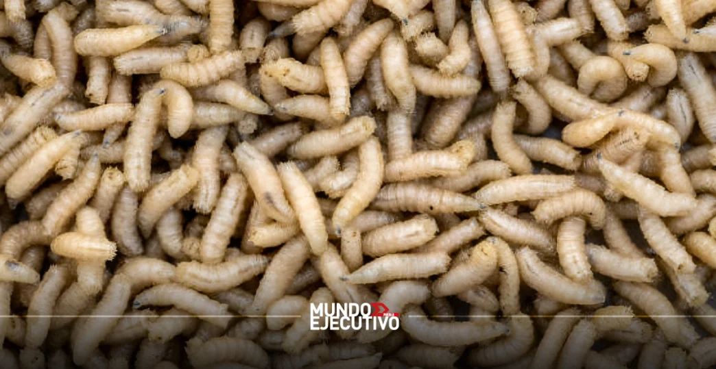 gusano barrenador Puebla