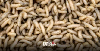 gusano barrenador Puebla