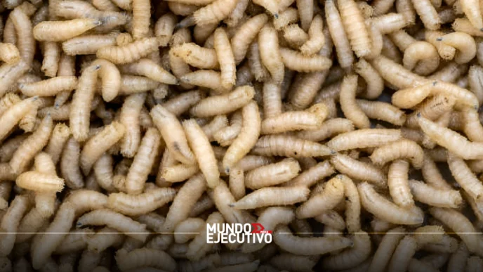 gusano barrenador Puebla