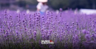 Rancho San Martín Puebla: Precios, horarios y cómo visitar los campos de lavanda en Puebla