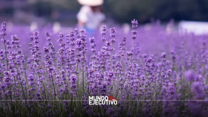 Rancho San Martín Puebla: Precios, horarios y cómo visitar los campos de lavanda en Puebla
