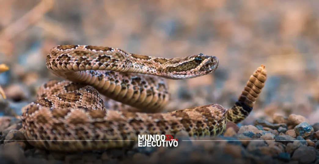 Puebla y Edomex, los estados con más mordeduras de cascabel