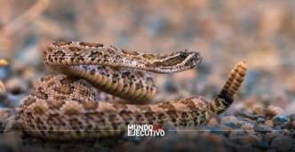 Puebla y Edomex, los estados con más mordeduras de cascabel