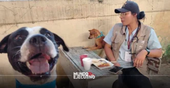 Apoyo a animales afectados por lluvias en la Sierra Norte