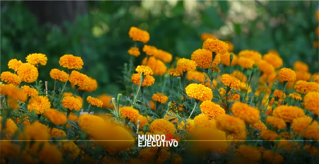 Cempasúchil_cultivado_en_ppuebla_aportara_40_millones_de