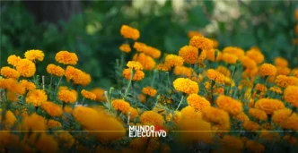 Cempasúchil_cultivado_en_ppuebla_aportara_40_millones_de