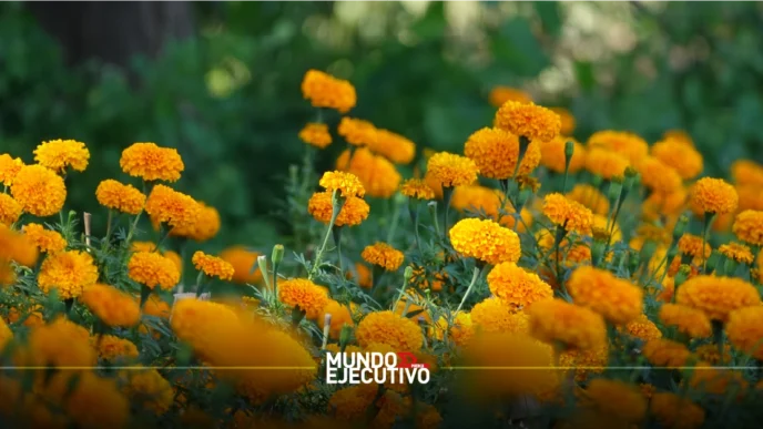 Cempasúchil_cultivado_en_ppuebla_aportara_40_millones_de