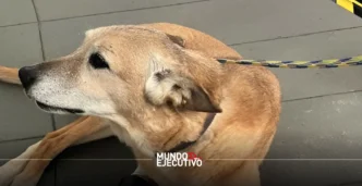 Ley Pay de Limón: hasta dos años de prisión por crueldad animal