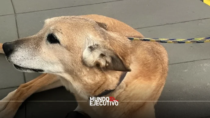 Ley Pay de Limón: hasta dos años de prisión por crueldad animal