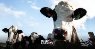 Ganaderos de Texas piden a Trump reabrir la frontera para el ganado mexicano