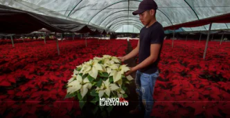 Más de 3.2 millones de nochebuenas fortalecen la economía de Atlixco