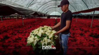 Más de 3.2 millones de nochebuenas fortalecen la economía de Atlixco