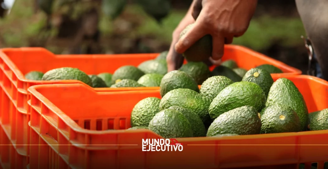 Todo listo para la Feria del Aguacate 2025 en Atlixco