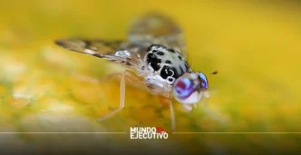 Moscas estériles: México refuerza control del gusano barrenador