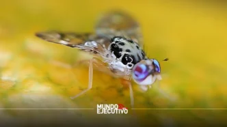 Moscas estériles: México refuerza control del gusano barrenador